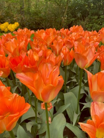 Tulipan 'Orange Emperor'   7 stk. store proffløk str. 12/+ (lev. uke 40)