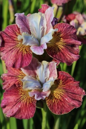 Iris 'PaintedWoman ' (Iris Sibirica) 1 stk barrot/løk