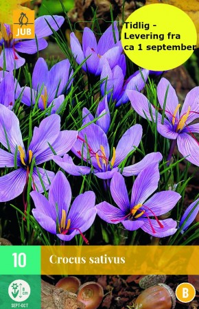 10 stk Safrankrokus (Crocus Sativus )