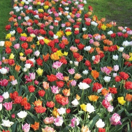 7 stk 'Colour Boost' tulipanløk av proffkvalitet