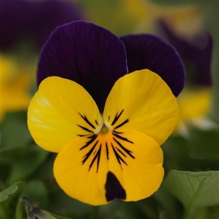 Hornfiol 'Yellow Violet Jump Up' (Viola cornutta)