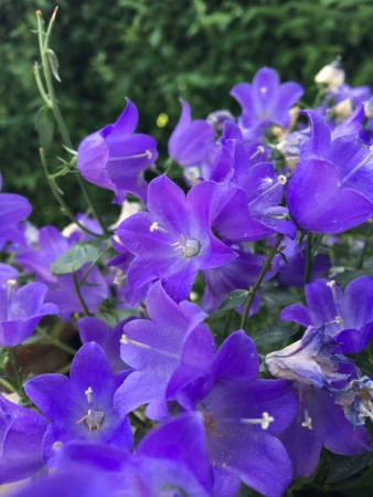 Karpatklokke 'Blaue Clips' (Campanula carp. ) 1 stk overvintret plante i potte