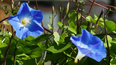 Blådaggry 'Heavenly blue' (Ipomoea)
