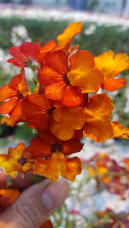 Nemesia 'Blood Orange'  (Nemesia) 1 stk pluggplante