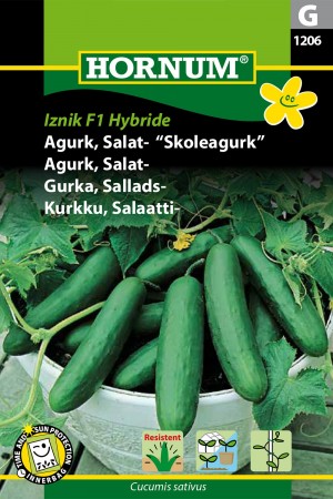 Agurk, Salat- 'Iznik F1 Hybride' (Cucumis sativus)