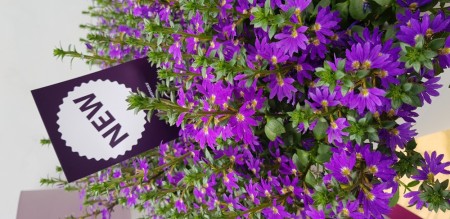 Femtunge 'Purple Haze'  (Scaveola) 1 stk pluggplante