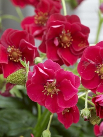 Jordbær F1 (frø)  'Summer breeze rose' (Fragaria ananassa)