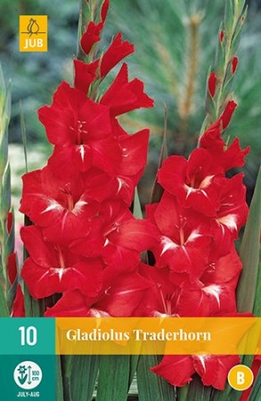 Gladiol 'Traderhorn' (Gladiolus) - 10 stk løk
