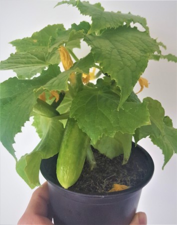 Agurk, Salat- 'Mini Crisp F1 Hybride' (Cucumis sativus)
