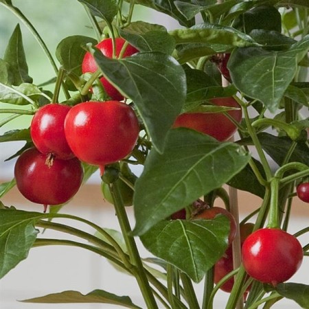 Kompakt Chili 'Hot Tomato Red' (Capsicum annuum)