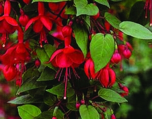 Tåre 'Marinka'  (Fuchsia hengende) 1 stk pluggplante
