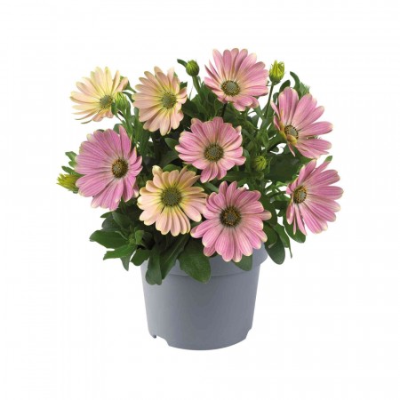Spansk Margeritt 'Pink Spring'  (Osteospermum) 1 stk pluggplante