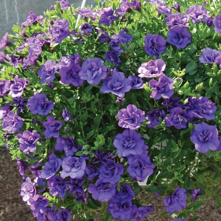 Calibrachoa 'Double Blue'  (MiniFamous) 1 stk pluggplante