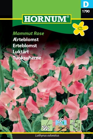 Erteblomst 'Mammut Rose' (Lathyrus odoratus)
