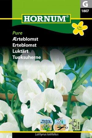 Erteblomst 'Pure' (Lathyrus latifolius)
