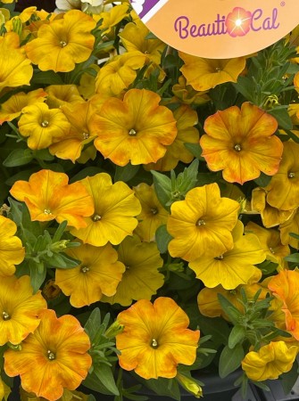 Hengepetunia 'Beautycal Sunset Orange'  (Superpetunia) 1 stk pluggplante