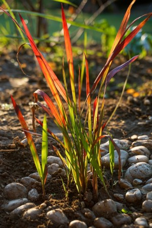 Japansk Blodgress 'Red Baron' (Imperata Cylindrica) 1 stk plante i potte