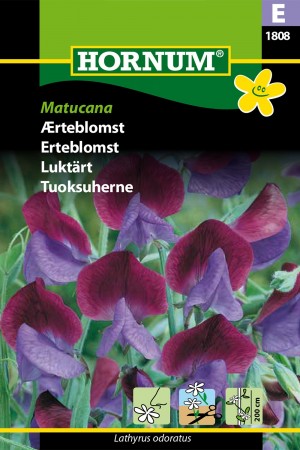 Erteblomst 'Matucana' (Lathyrus odoratus)