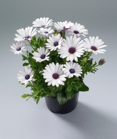 Spansk Margeritt Zanzibar white'  (Osteospermum) 1 stk pluggplante
