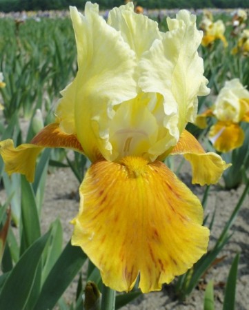 Iris 'HoneyGlazed ' (Iris Germanica) 1 stk barrot/løk