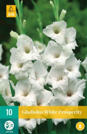 Gladiol 'White Prosperity' (Gladiolus) - 10 stk løk