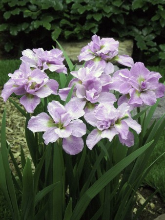 Iris 'Kita-No-Seiza' (Iris sibirica) - 1 stk barrot