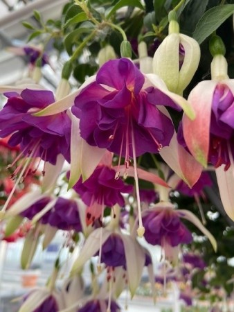 Tåre 'Blue Angel'  (Fuchsia hengende) 1 stk pluggplante