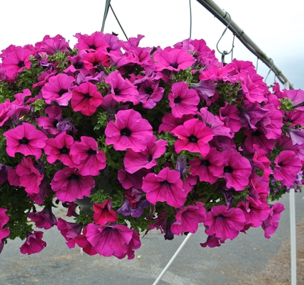 Hengepetunia 'Surfinia Purple'  (Superpetunia) 1 stk pluggplante