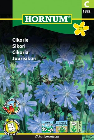 Sikori  (Cichorium intybus)