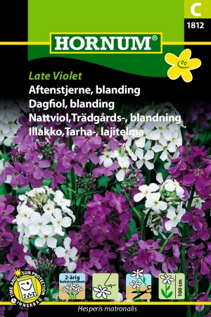 Dagfiol, blanding 'Late Violet' (Hesperis matronalis)