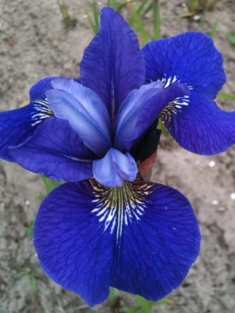 Iris 'BlueBird ' (Iris Sibirica) 1 stk barrot/løk