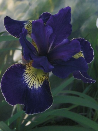 Iris 'GoldenEdge ' (Iris Sibirica) 1 stk barrot/løk