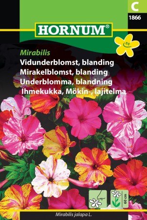 Mirakelblomst, blanding 'Mirabilis' (Mirabilis jalapa L.)