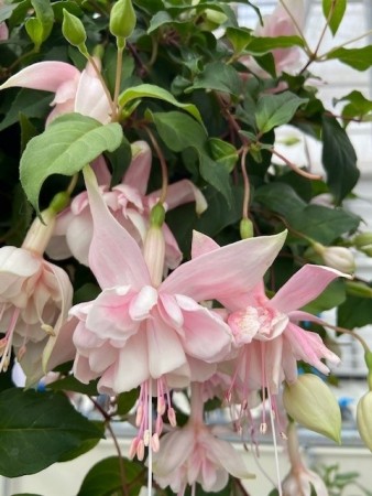 Tåre 'Pink Marsmallow'  (Fuchsia- hengende) 1 stk pluggplante