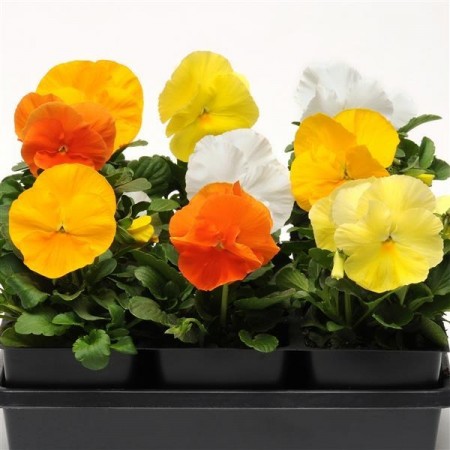 Stemor  'Daffodil mix' (Viola wittr.)