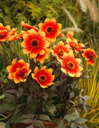 Georgine 'Happy days Red Yellow' 1 stk pluggplante