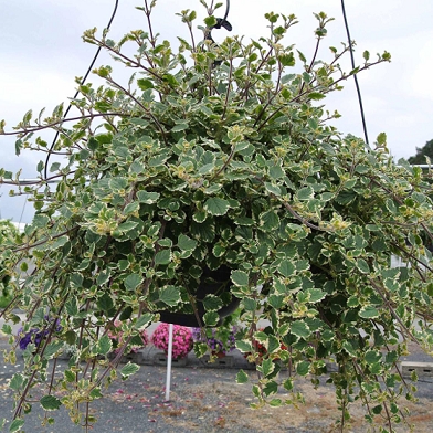 Plectranthus Bladplante (Myggavviser) 1 stk pluggplante