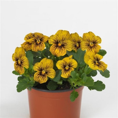 Hornfiol 'Tiger Eye' (Viola cornutta)
