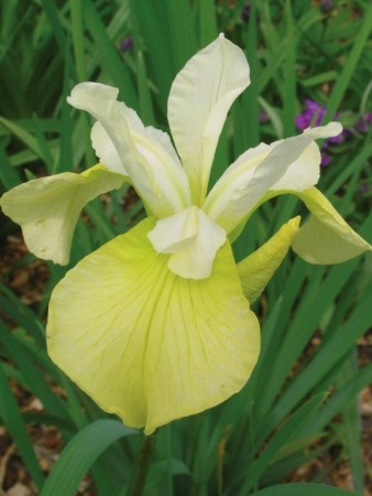 Iris 'Butter and Sugar ' (Iris Sibirica) 1 stk barrot/løk