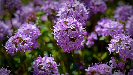Kryptimian 'Purple Beauty' (Thymus praecox ) 1 stk overvintret plante i potte