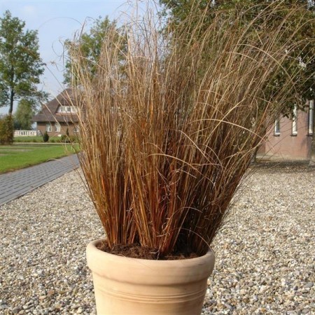 Prydgress 'Red Rooster' (Carex buchananii)