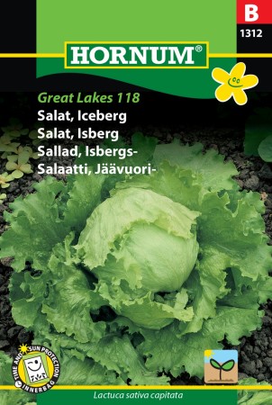 Salat, Isberg 'Great Lakes 118' (Lactuca sativa capitata)