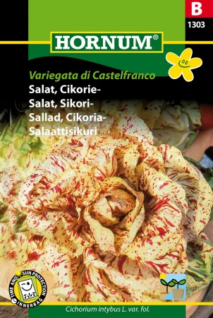 Salat, Sikori- 'Variegata di Castelfranco' (Cichorium intybus L. var. fol.)
