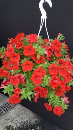 Hengepetunia 'Surfinia Deep Red'  (Superpetunia) 1 stk pluggplante